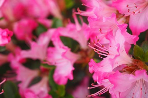 A closeup shot of pink rhododendrons flowers in the park in Halifax, Canada