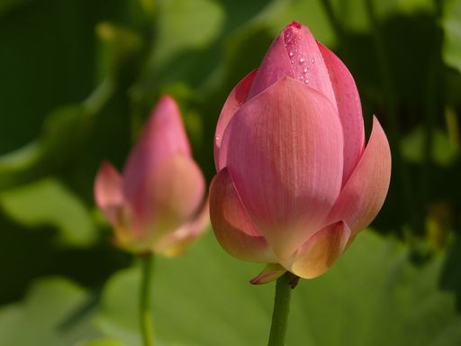 A closeup shot of blooming pink lotus flowers in the greenery at daytime