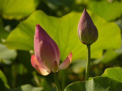 A closeup shot of blooming pink lotus flowers in the greenery at daytime