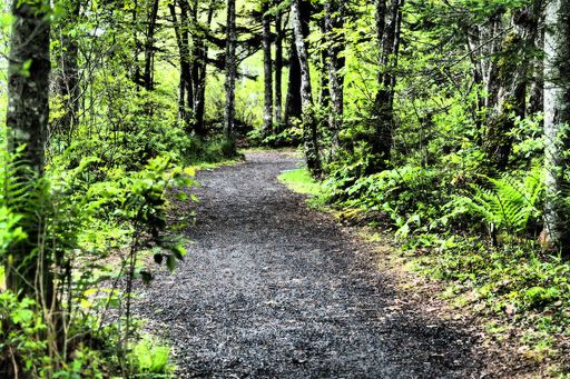 A path through the woods in Halifax, Canada during summer