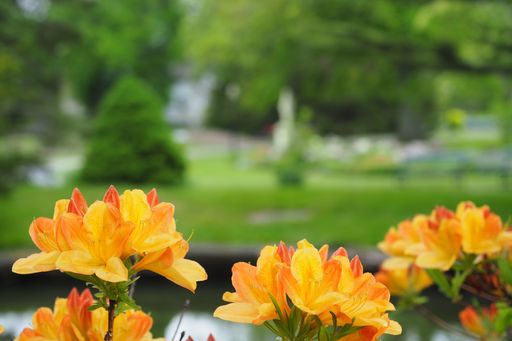 A selective focus shot of beautiful yellow azalea flowers in Halifax public garden on a sunny summer day