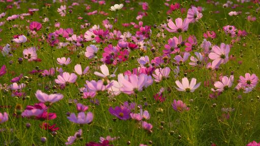 A closeup shot of blooming pink Cosmos flowers in the field at daytime