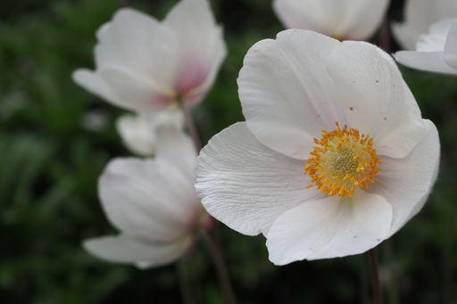 A soft focus of white anemone flower at a park