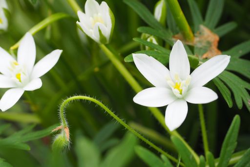 A closeup shot of white Ornithogalum umbellatum flowers in Halifax garden
