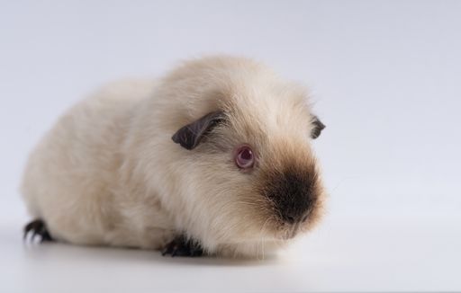 A closeup shot of guinea pig isolated on a white background