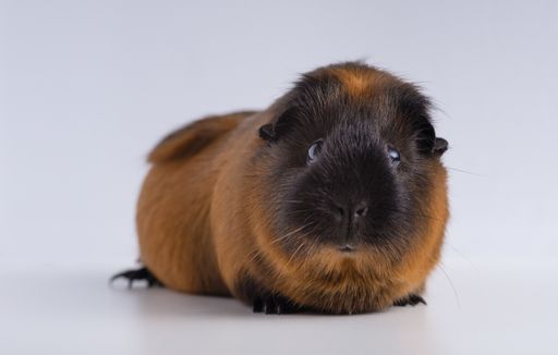 A closeup shot of guinea pig isolated on a white background