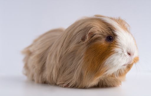 A closeup shot of guinea pig isolated on a white background
