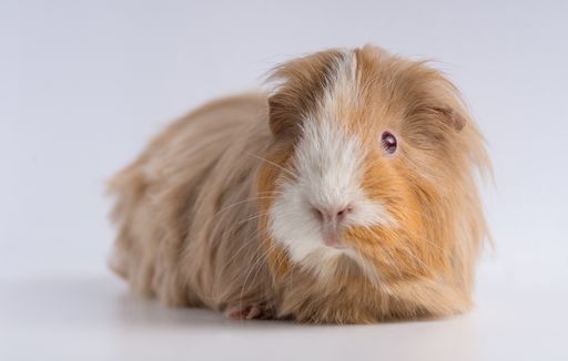 A closeup shot of guinea pig isolated on a white background