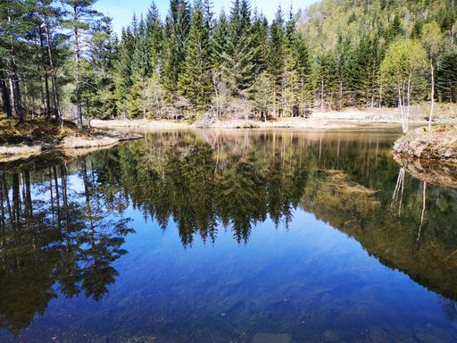 A reflecting view of spruce trees on a lake in the parka