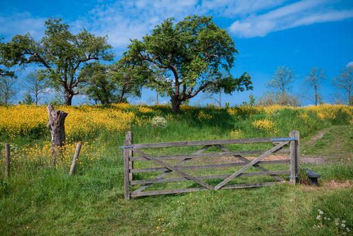 A scenic shot of a wooden gate and fence with trees and wild yellow flowers outside