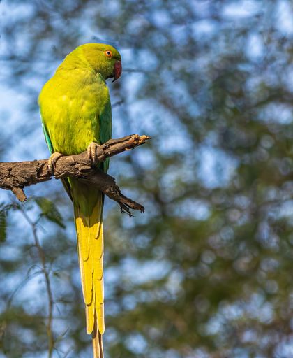 A shallow focus shot of a Parakeet bird perching on a tree