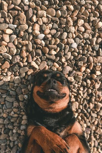A vertical shot of a female Rottweiler lying on the rocks