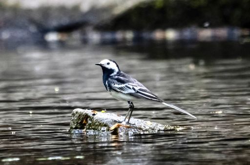 A close-up shot of a pied wagtail on a stone in the river
