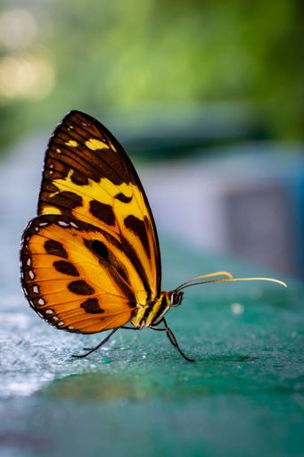 A vertical closeup shot of a yellow and orange butterfly
