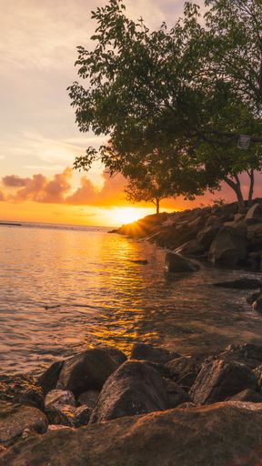 A vertical shot of a bright sunset over a rocky seashore with trees