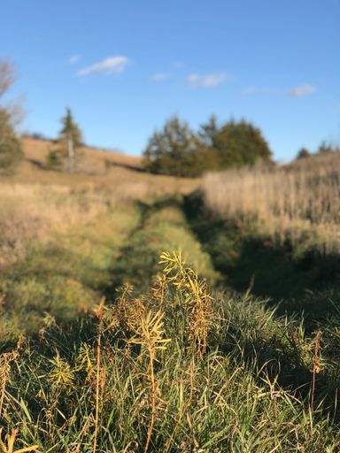 A vertical shot of the grass in an open field