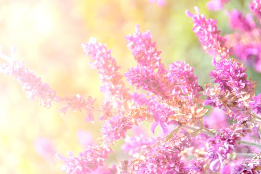 Horizontal pink and yellow floral background. Can be easily flipped for a vertical orientation.