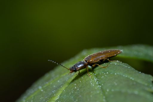 A macro of a  click beetle (Athous haemorrhoidalis)