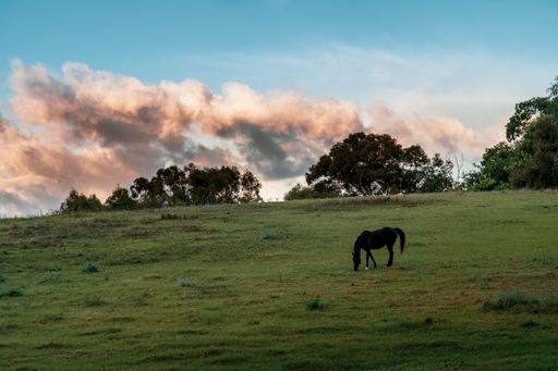 A beautiful black horse eating from grass in a big farm with trees in the background