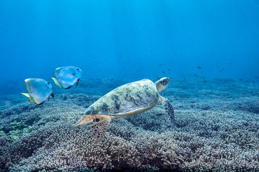 A turtle and fish in the depths of the Pacific Ocean