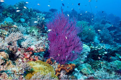 The fish and coral reefs in the depths of the Pacific Ocean