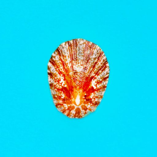 Flat Lay isolated image of a coastal seashell on a light blue background