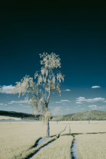 A vertical infrared shot of a lonely tree growing in the field