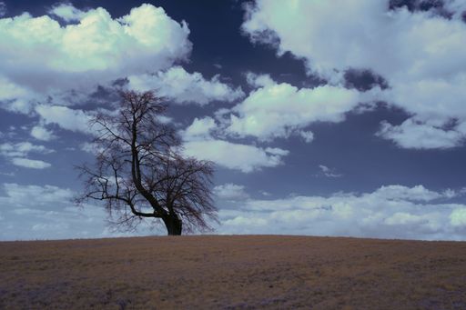 A leafless tree growing in the field under the cloudy sky