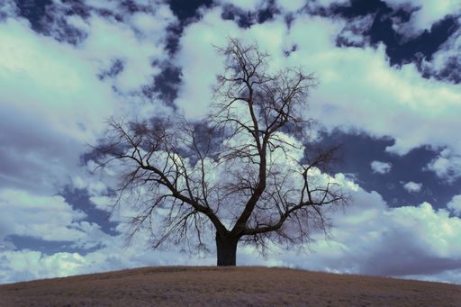 An infrared shot of a leafless tree in the field under the cloudy sky