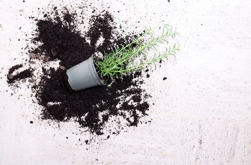 A houseplant fallen on a white surface surrounded by spilled soil
