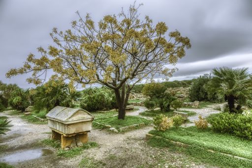 A horizontal shot of a tree with yellow dry leaves surrounded by little palm trees under the cloudy sky