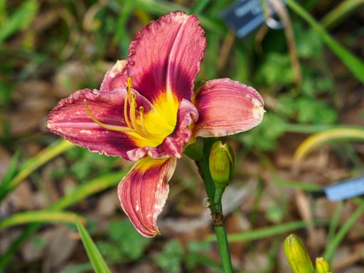 Closeup of blooming red daylily flower with green leaves background in Botanical Gardens, Baton Rouge Louisiana