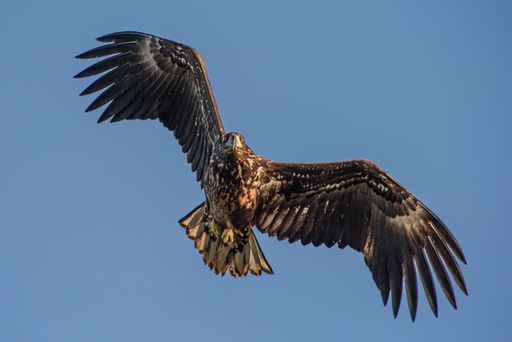 A low angle shot of a white-tailed eagle flying with spread wings against blue sky