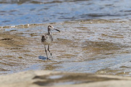 Migrant Willet, Tringa semipalmata, foraging on tidal flat at low tide; it is spending summer on coast at Cayenne, French Guiana, France