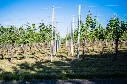The trees in the green field growing next to white poles connected with lines