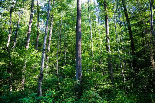 The trees with green leaves growing next to each other during daytime