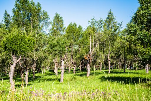 The trees with green leaves growing next to each other during daytime
