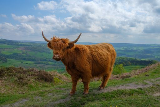 scottish highland cattle on the hill side UK