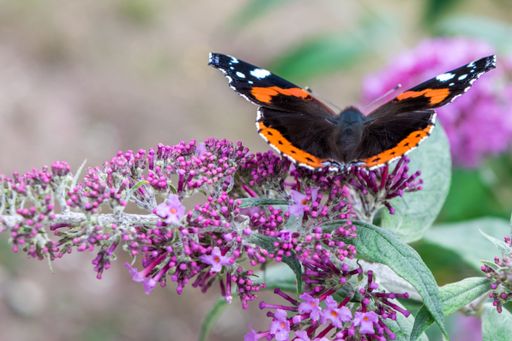 A closeup shot of a butterfly on the purple flower