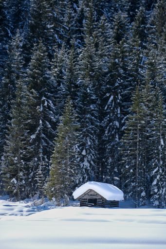 A vertical shot of winter landscape with a small wooden cabin and fir forest