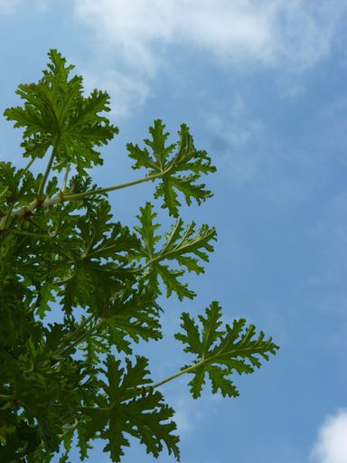A vertical low angle shot of green plants with blue sky in the background
