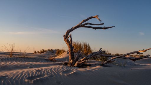 A gorgeous view of a lone leafless tree on the white sandy beach of Ameland under a clear sky at sunset