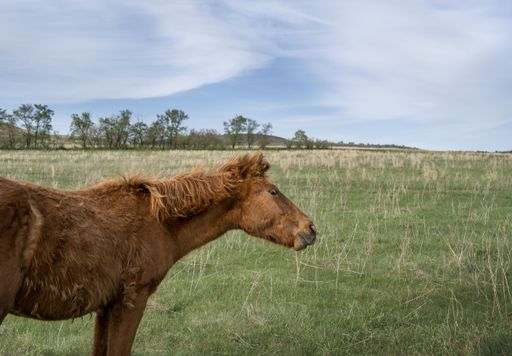 A Horse in the meadow against the background of trees and cloudy sky
