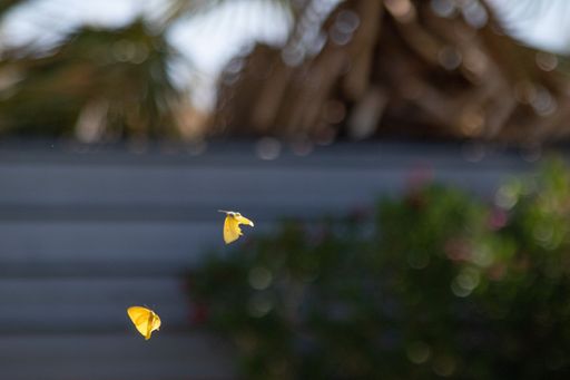 A selective focus shot yellow flying butterflies
