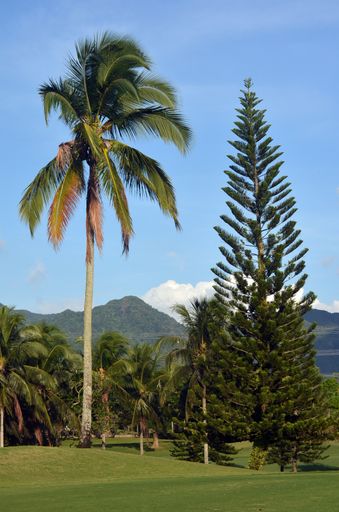 A vertical shot of a palm tree and a pine tree in a tropical jungle with a mountain in the background