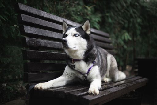 A beautiful shot of a Siberian Husky resting on a wooden bench