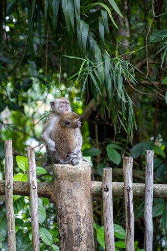 A Long-tailed macaque mother monkey sitting on wooden fence and hugging her child