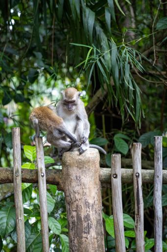 A Long-tailed macaque mother monkey and her child on wooden fence