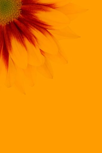 A vertical shot of a gerbera flower on the corner of an orange backgroud