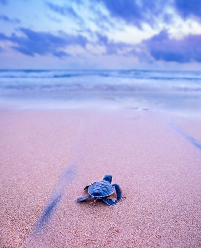 A vertical shot of a small turtle on sandy beach